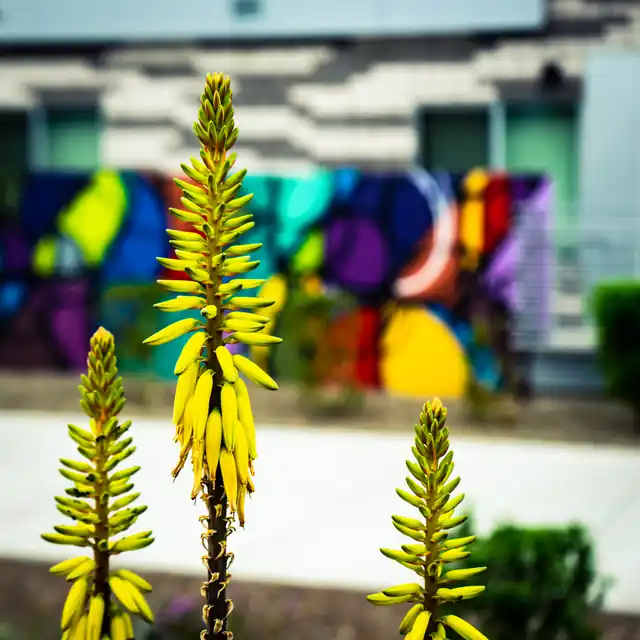 Yellow desert flowers in focus against a colorful mural